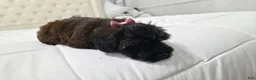 Yorkiepoo dogs for sale: Yorkiepoo 3 Red Collar  - Ad 14