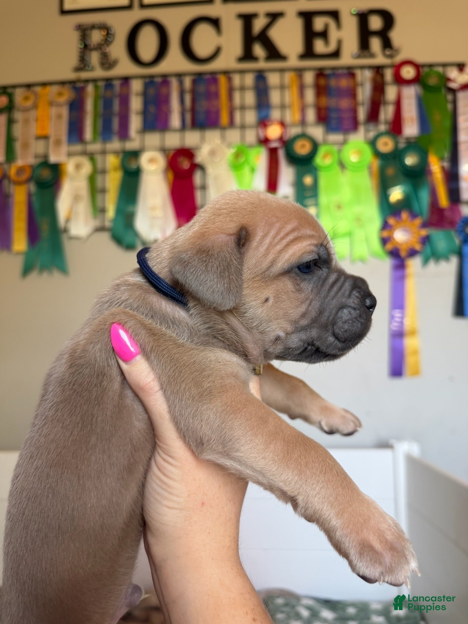 Cane Corso dogs Cane Corso Male 1 (Navy) - Ad 11