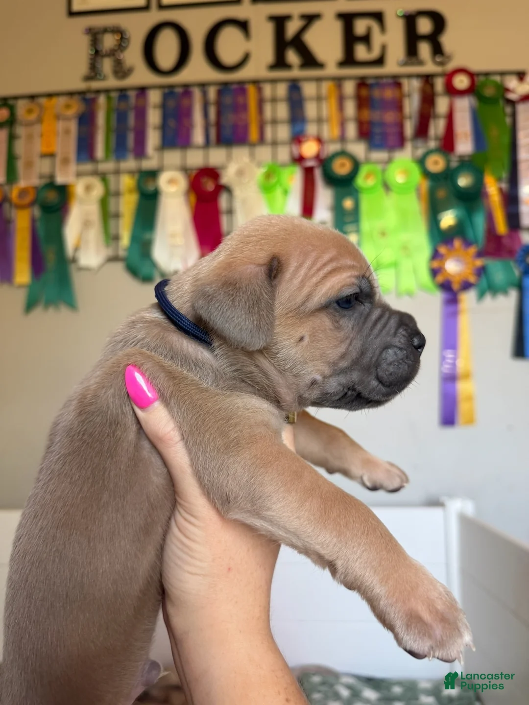Cane Corso dogs for sale: Cane Corso Male 1 (Navy) - Ad 1