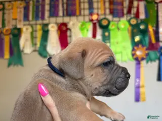 Cane Corso dogs Cane Corso Male 1 (Navy) - Ad 11