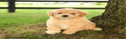 Bichpoo dogs for sale: Donna - Ad 3