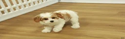 Cavapoo dogs for sale: Leo - Ad 6