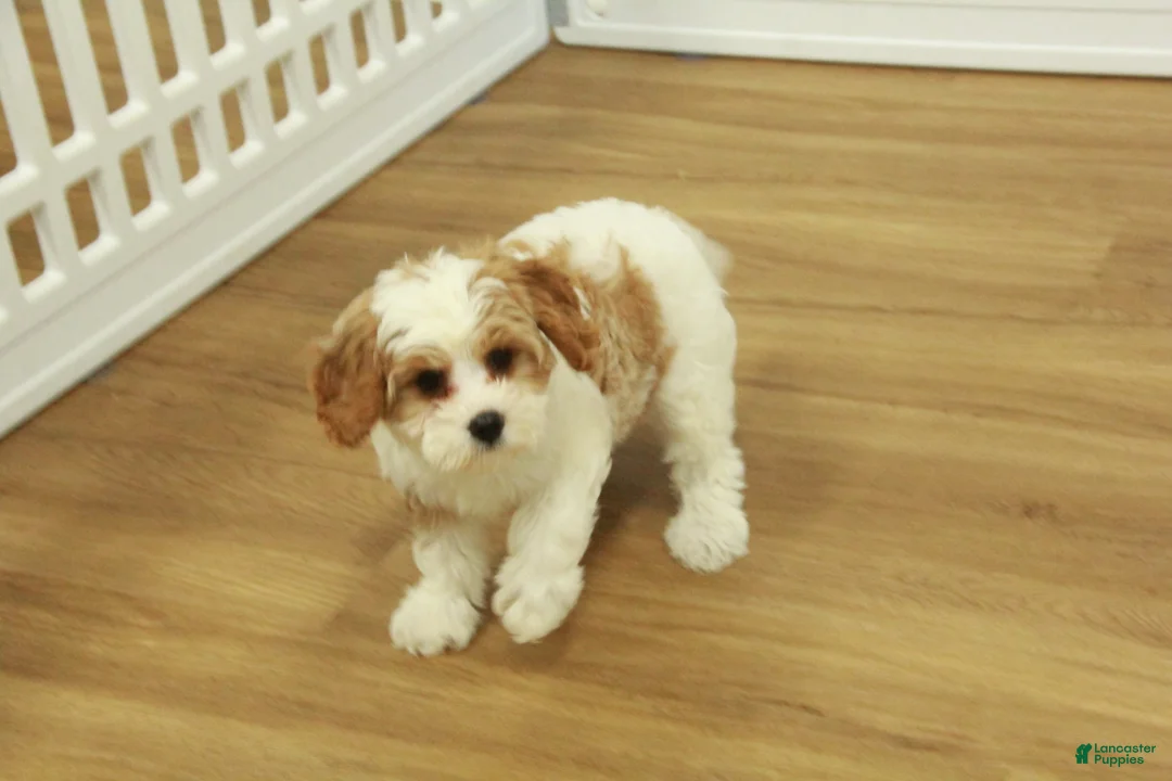 Cavapoo dogs for sale: Leo - Ad 6