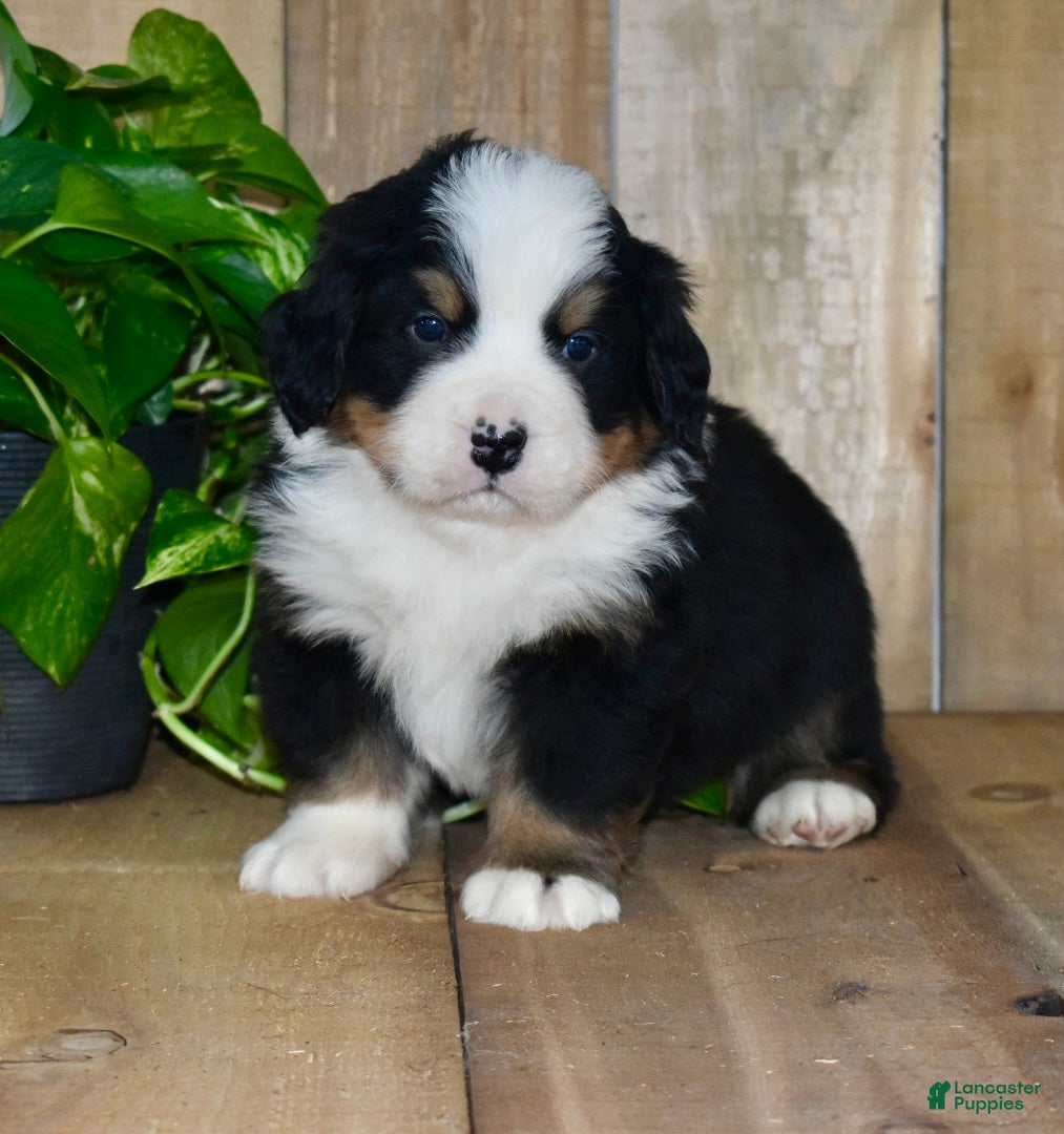 Bernese Mountain Dog dogs for sale: Ollie - Ad 4
