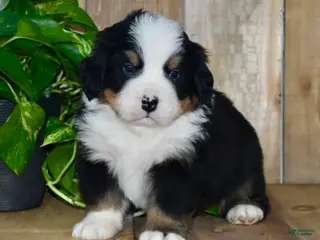 Bernese Mountain Dog dogs for sale: Ollie - Ad 4