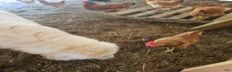 Great Pyrenees dogs for sale: James - Ad 34