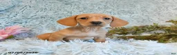 Miniature Dachshund dogs for sale: Blossom - Ad 3