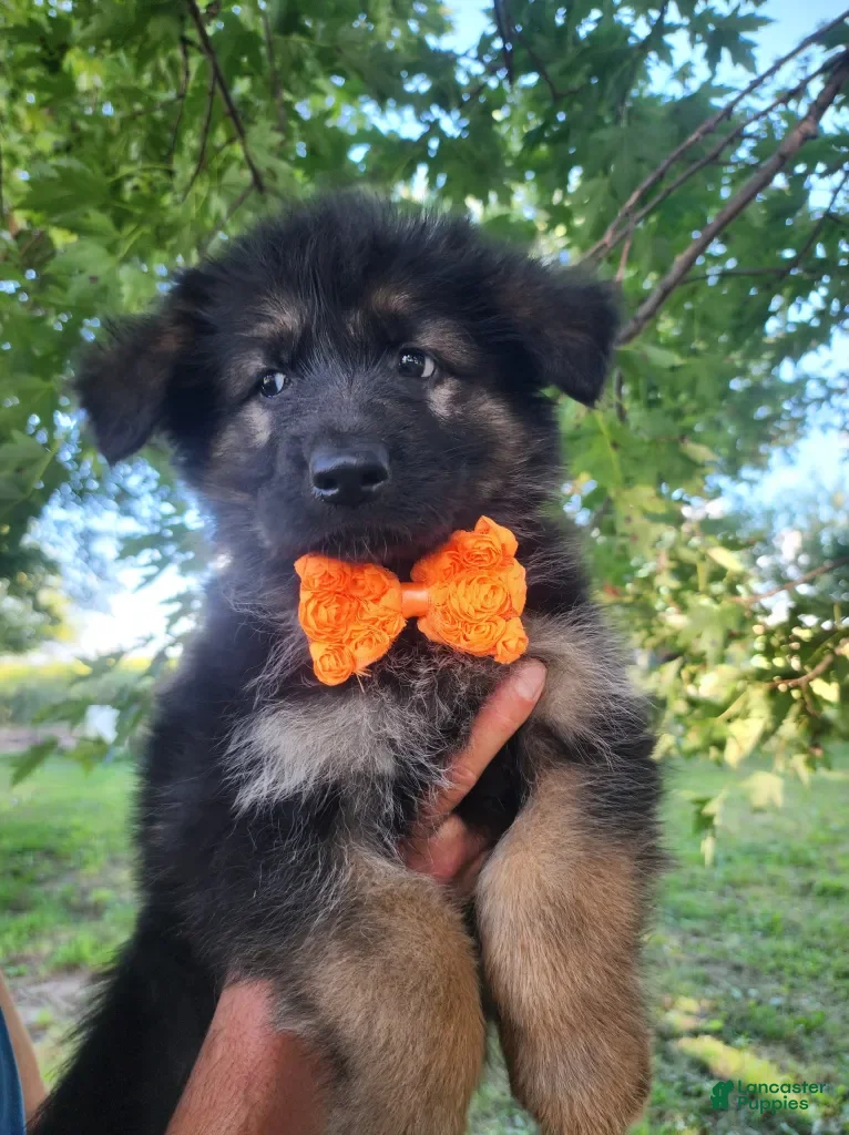German Shepherd dogs Chili Mango - Ad 1