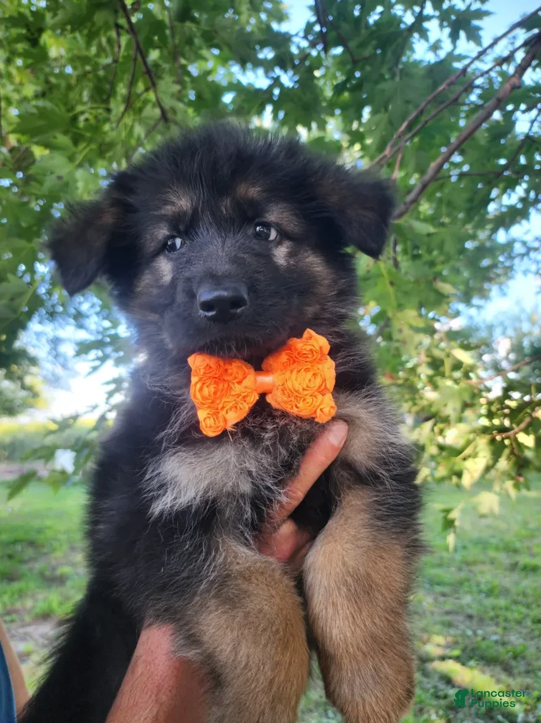 German Shepherd dogs for sale: Chili Mango - Ad 1
