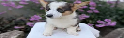 Welsh Corgi Pembroke dogs for sale: Logan - Ad 11