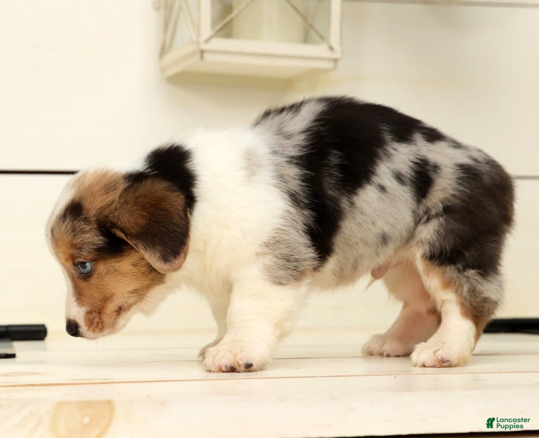 Welsh Corgi Pembroke dogs for sale: Clyde - Ad 6