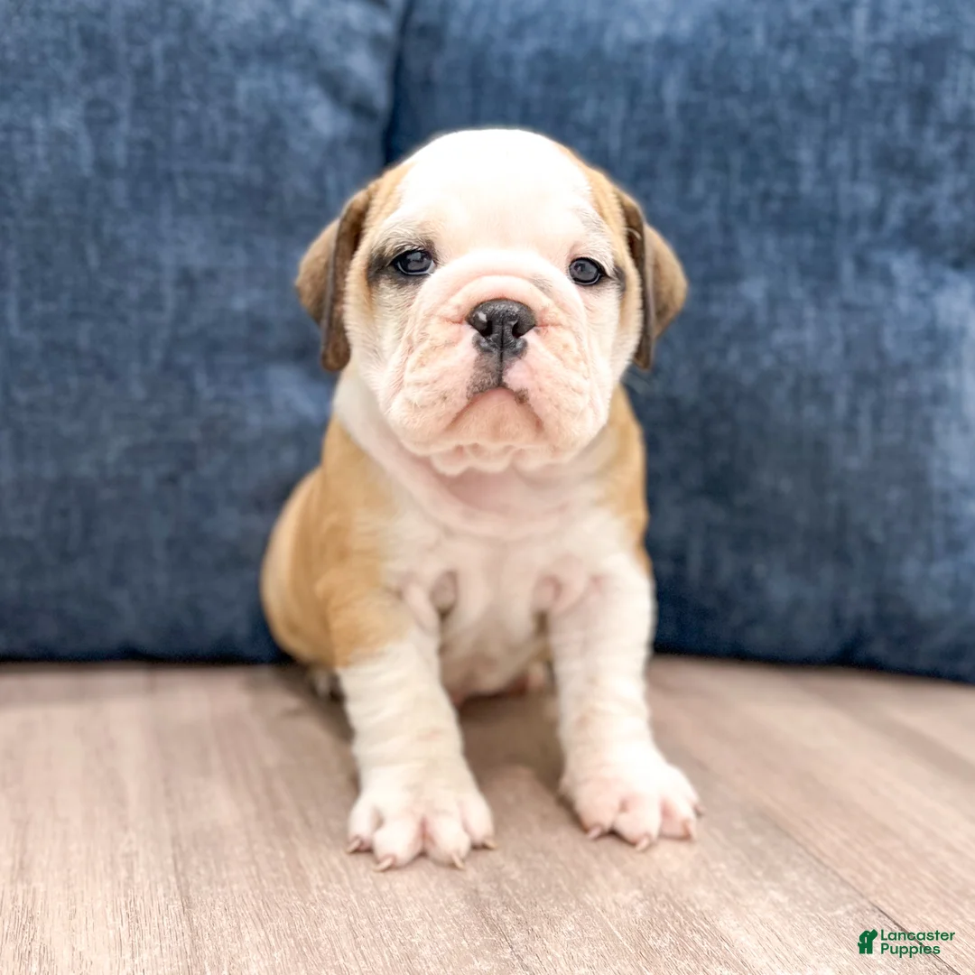 Beabull dogs for sale: Callie - Ad 1