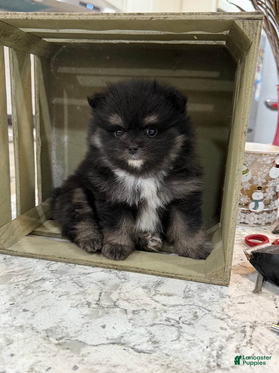 Pomeranian dogs for sale: Gus - Ad 2