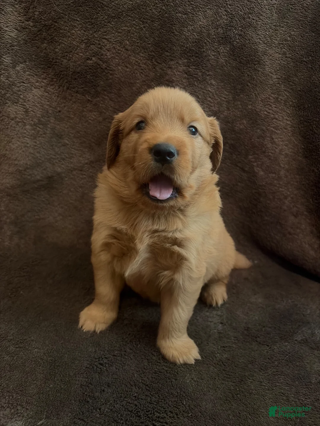 Golden Retriever dogs for sale: Golden Retriever 2 - Ad 2