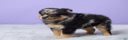 Pomeranian dogs for sale: Toby - Ad 4