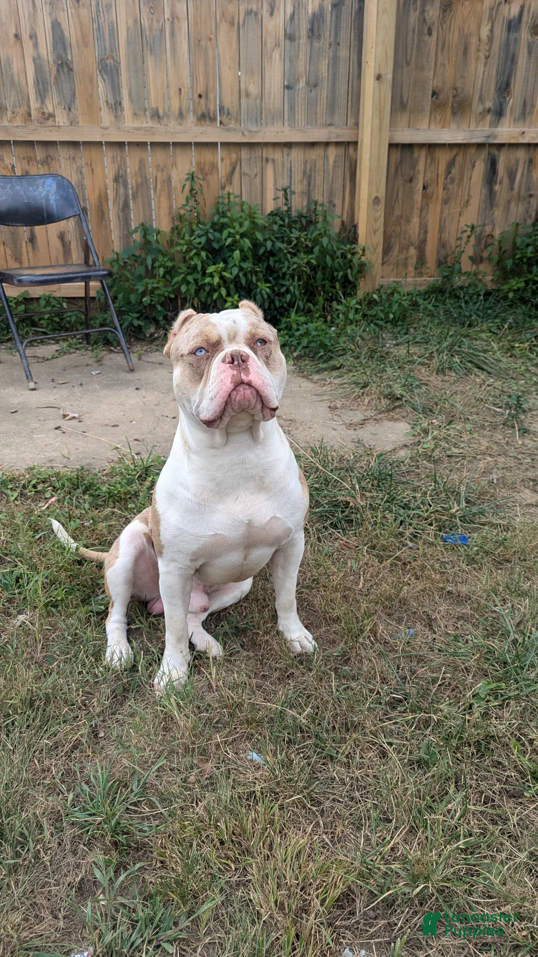 American Bully dogs for sale: American Bully Puppy 1 - Ad 2