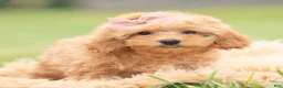 Maltipoo dogs for sale: Sunshine - Ad 5