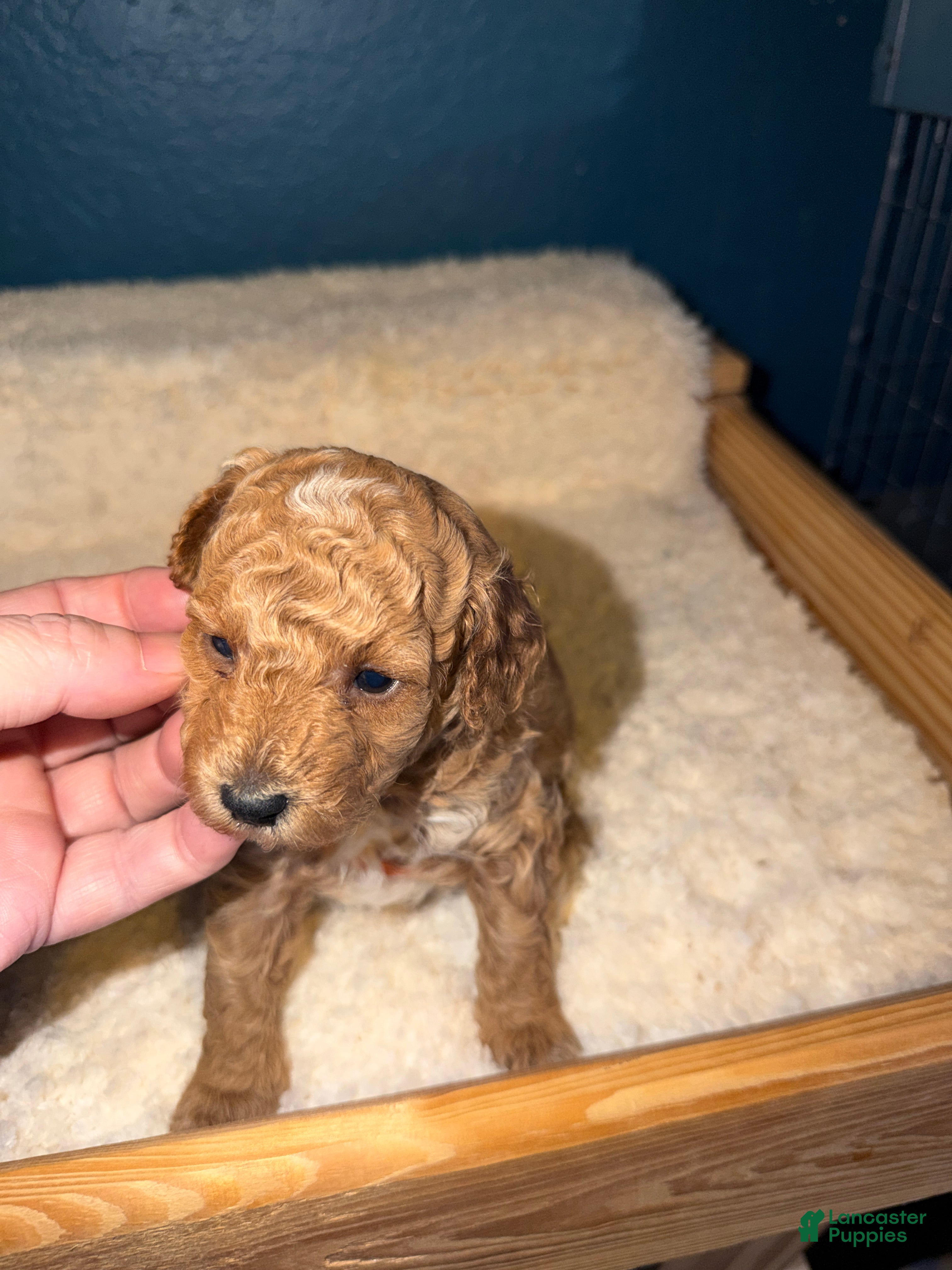 Miniature Poodle dogs AKC Female Miniature Poodle Sylvia (Showgirl) - Ad 8