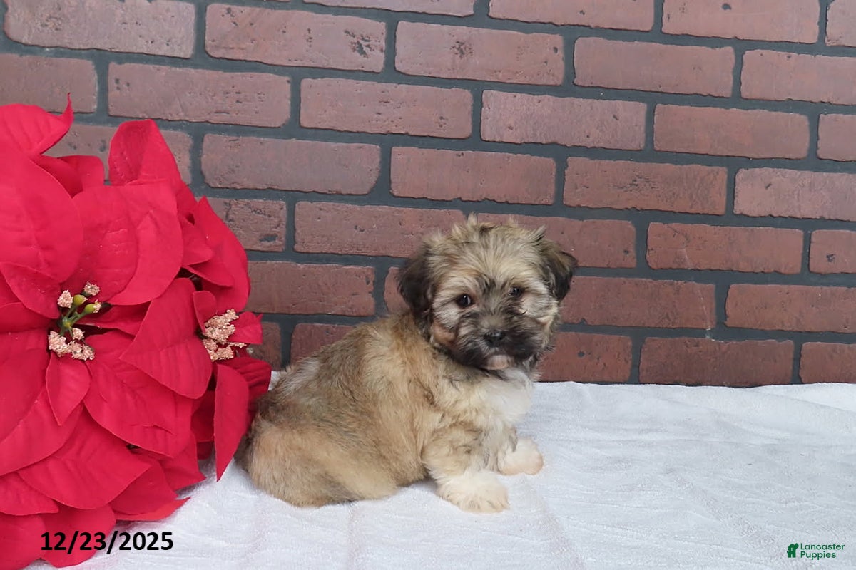 Havanese dogs Shaylee - Ad 13