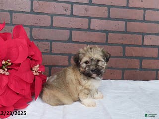 Havanese dogs Shaylee - Ad 38