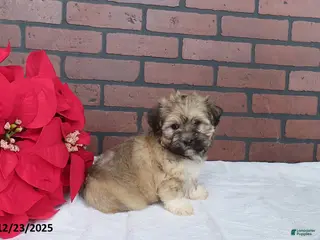 Havanese dogs Shaylee - Ad 40