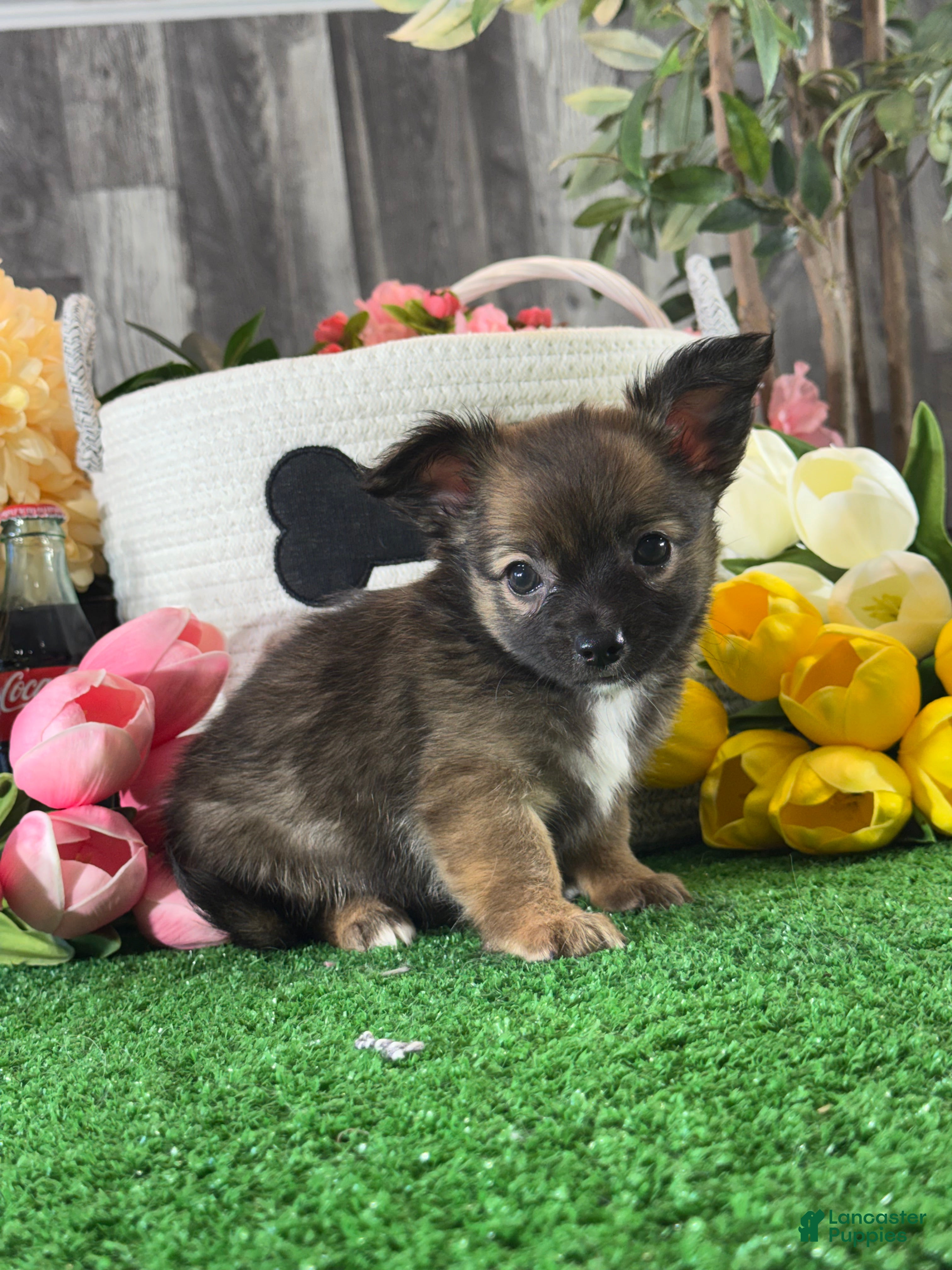 Chihuahua dogs for sale: Franklin  - Ad 4