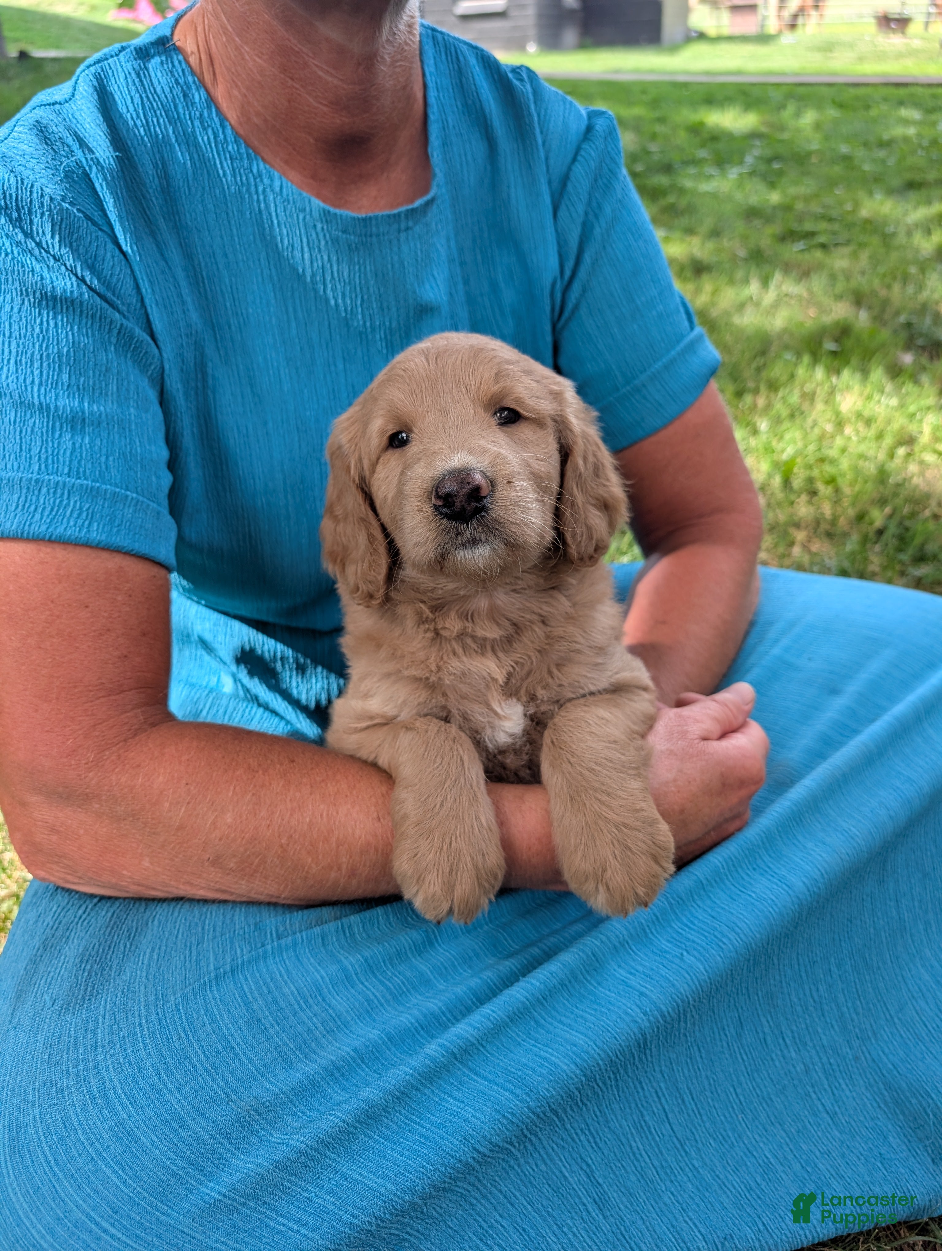 Goldendoodle dogs Mia - Ad 1
