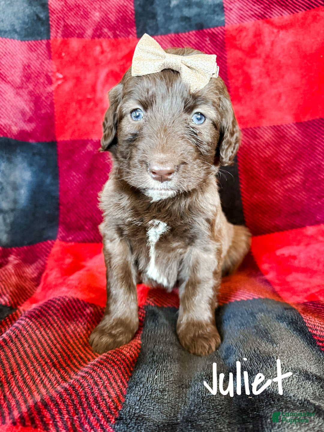 Aussiedoodle dogs for sale: Juliet - Ad 4