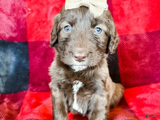 Aussiedoodle dogs Juliet - Ad 20