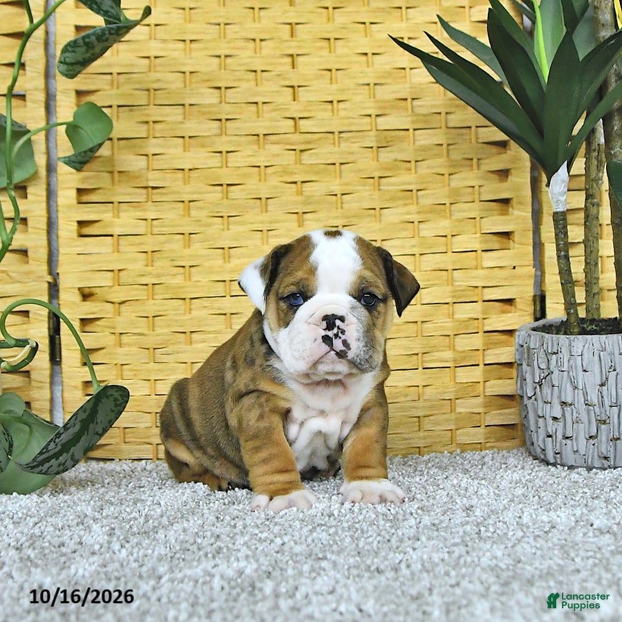 English Bulldog dogs for sale: Aston - Ad 2