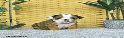 English Bulldog dogs for sale: Aston - Ad 2