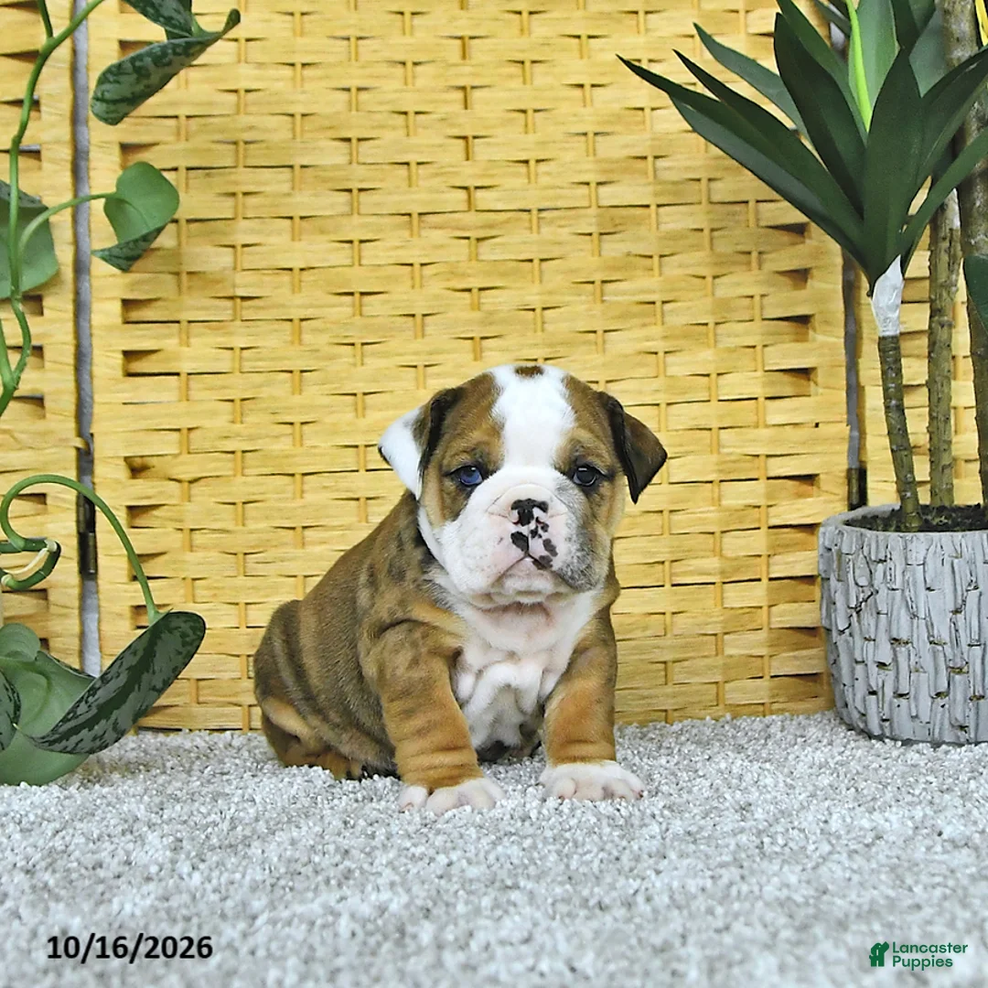 English Bulldog dogs for sale: Aston - Ad 2