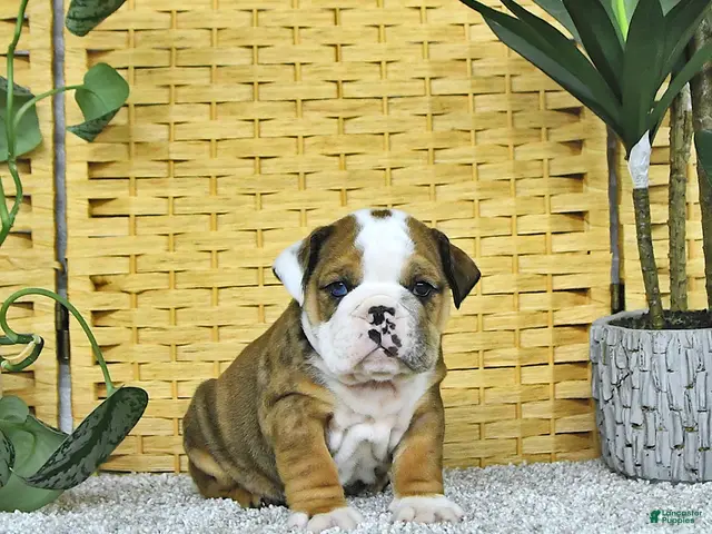 English Bulldog dogs for sale: Aston - Ad 2