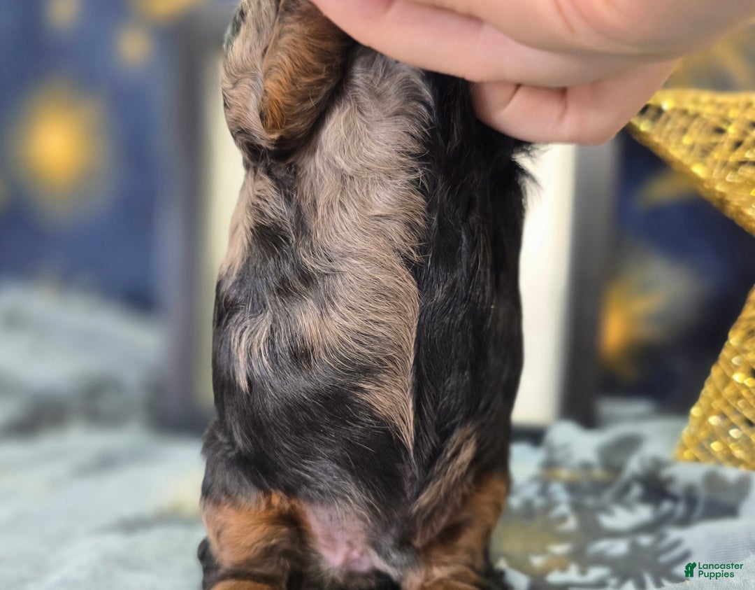 Cockapoo dogs for sale: Mayor Augustus  - Ad 7