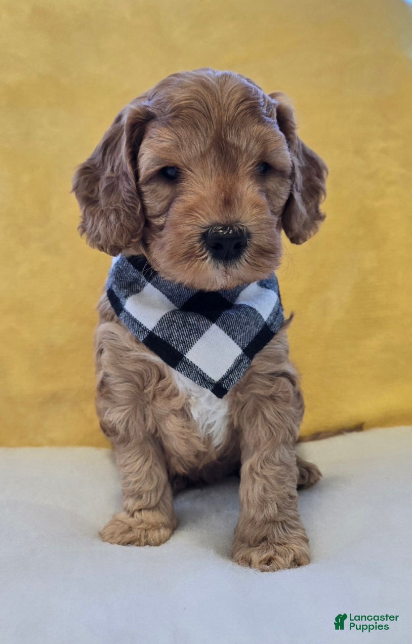 Mini Goldendoodle dogs Cliff - Ad 1