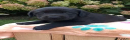 Labrador Retriever dogs for sale: Noble - Ad 8