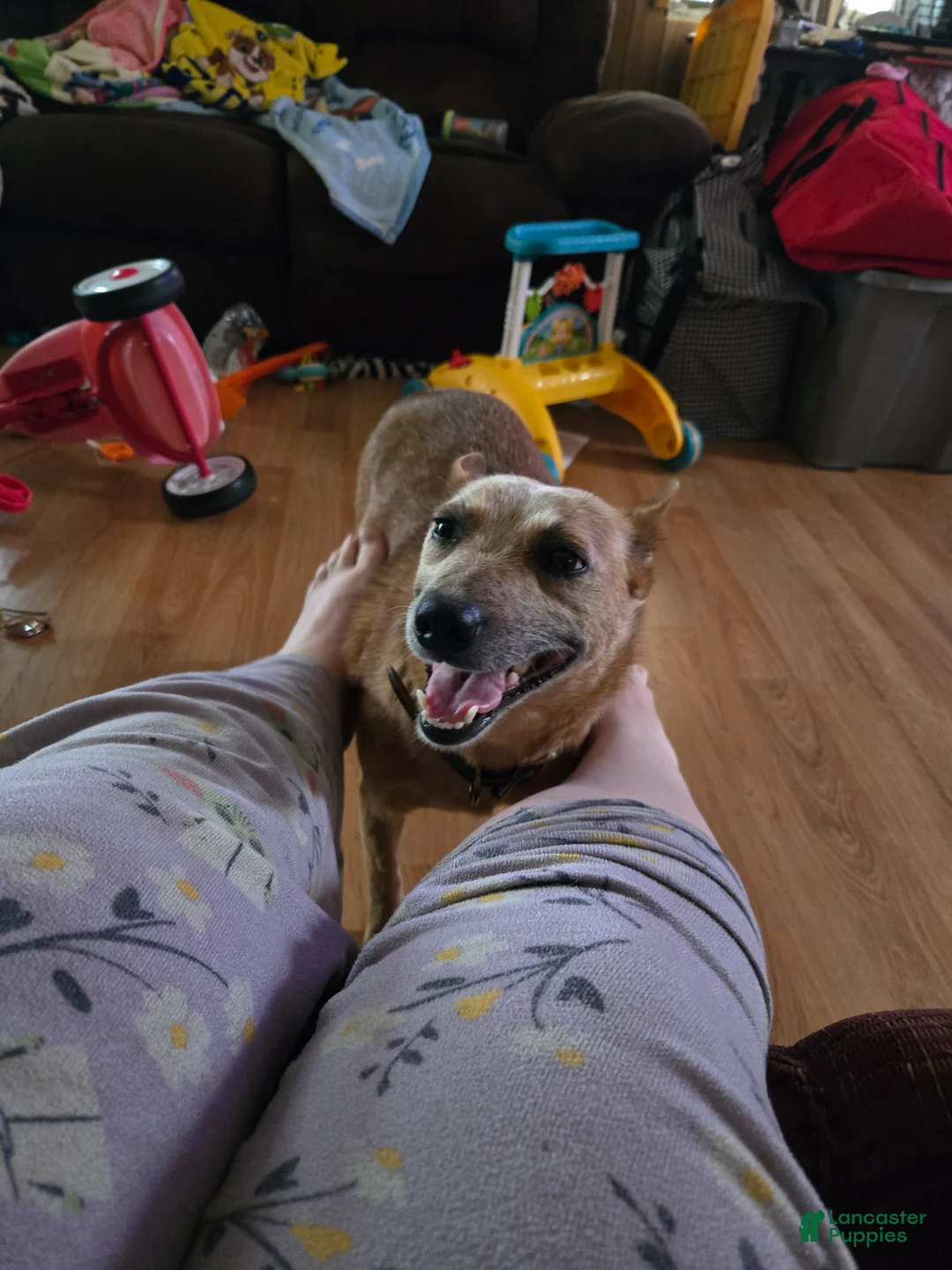 Australian Cattle Dog dogs for sale: Finn - Ad 4