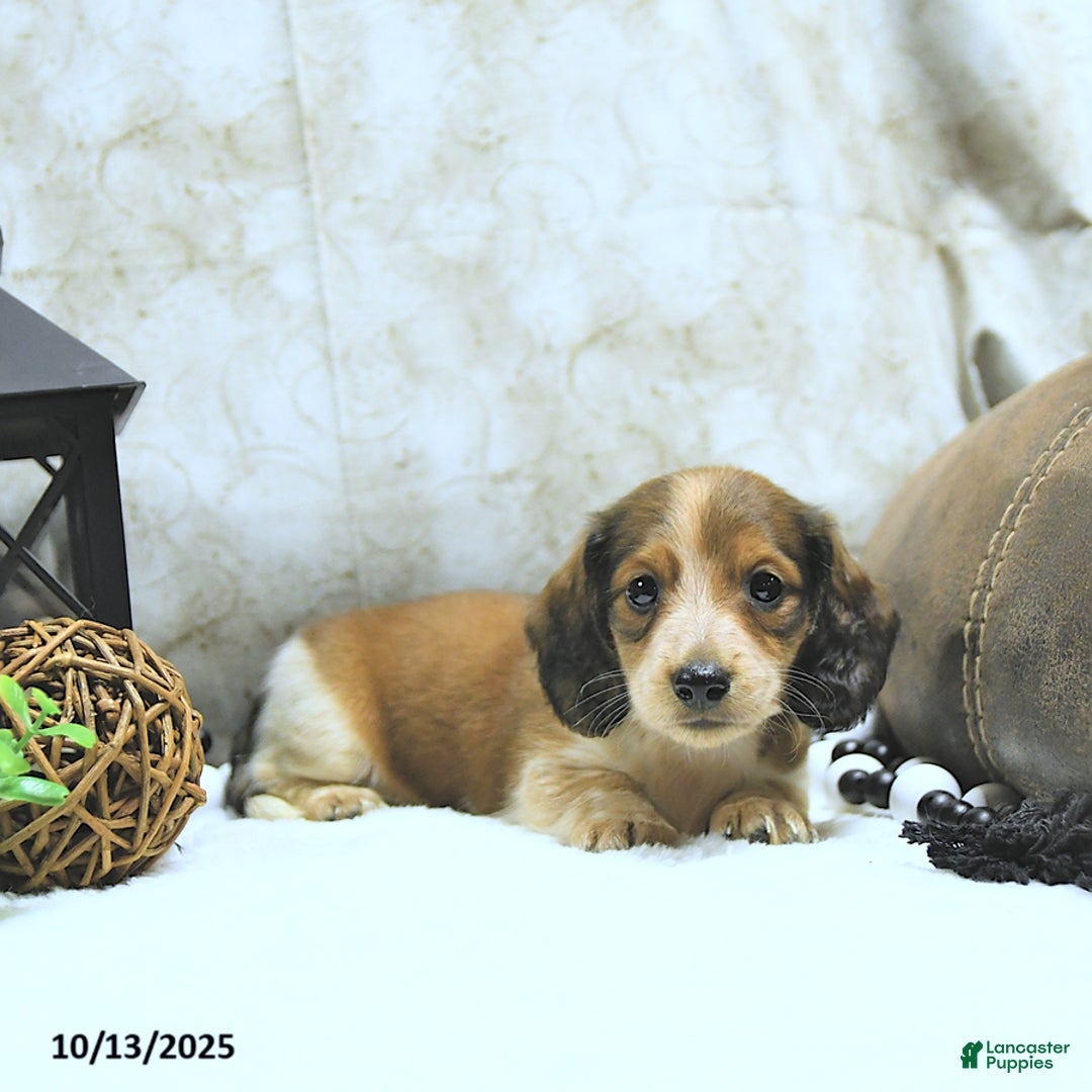 Miniature Dachshund dogs for sale: Aspen - Ad 16