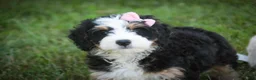 Mini Bernedoodle dogs for sale: Mercedes Mini Bernedoodle  - Ad 5