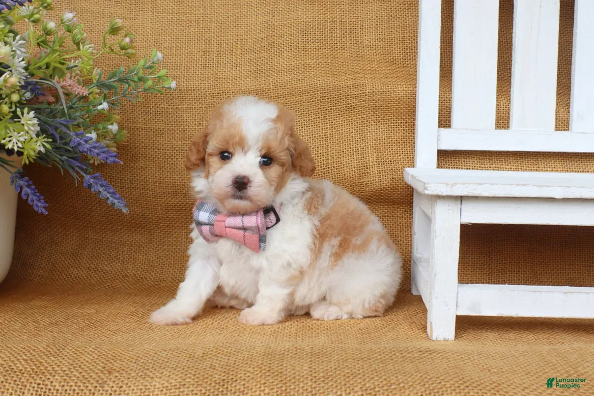 Cavapoo dogs Issac - Ad 2