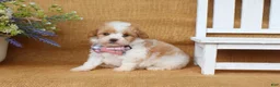 Cavapoo dogs for sale: Issac - Ad 2