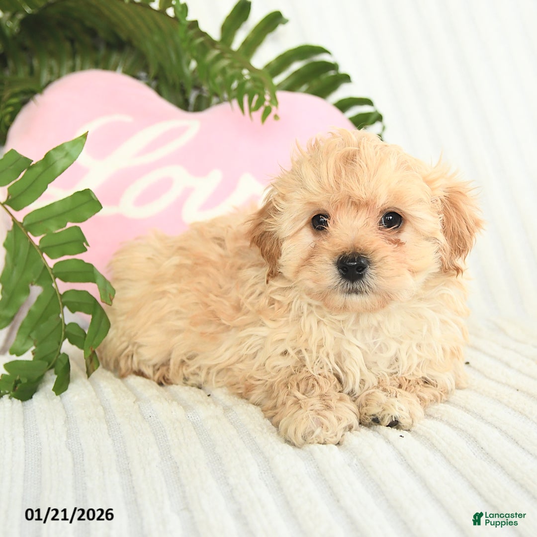 Mixed Breed dogs for sale: Leo - Ad 3