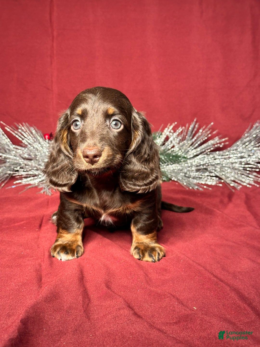 Miniature Dachshund dogs for sale: Andy - Ad 1