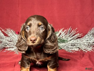 Miniature Dachshund dogs Andy - Ad 4