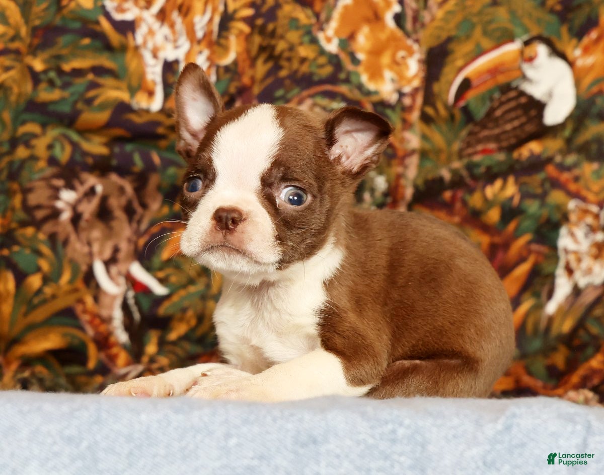 Boston Terrier dogs Peanut - Ad 1