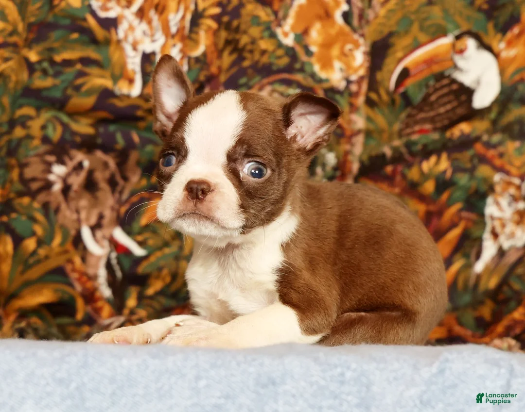 Boston Terrier dogs for sale: Peanut - Ad 1