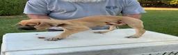 Mixed Breed dogs for sale: Medium Tan black snout male - Ad 4