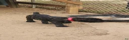 Cane Corso dogs for sale: Cane Corso 2 - Ad 50