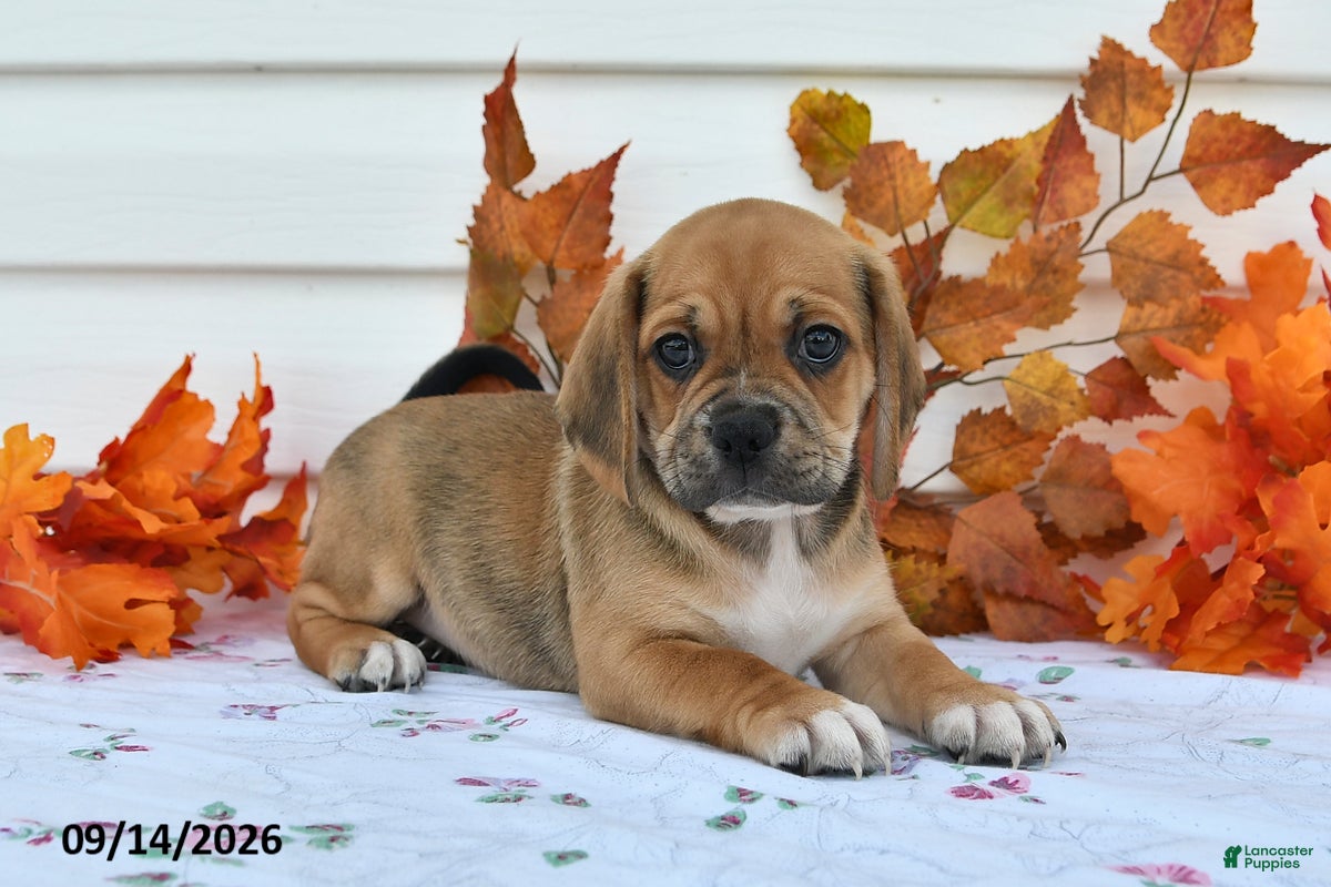 Puggle dogs for sale: Buster - Ad 4
