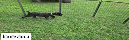 Cane Corso dogs for sale: Beau - Ad 3